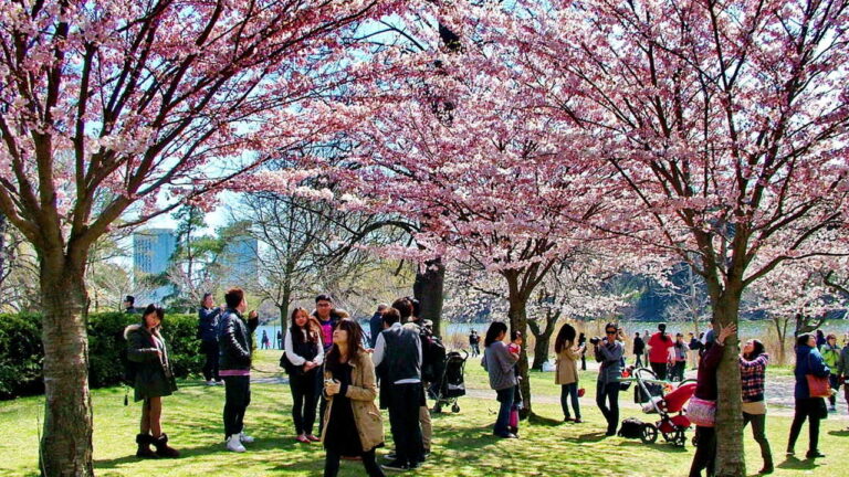 Park with cherry trees in full bloom