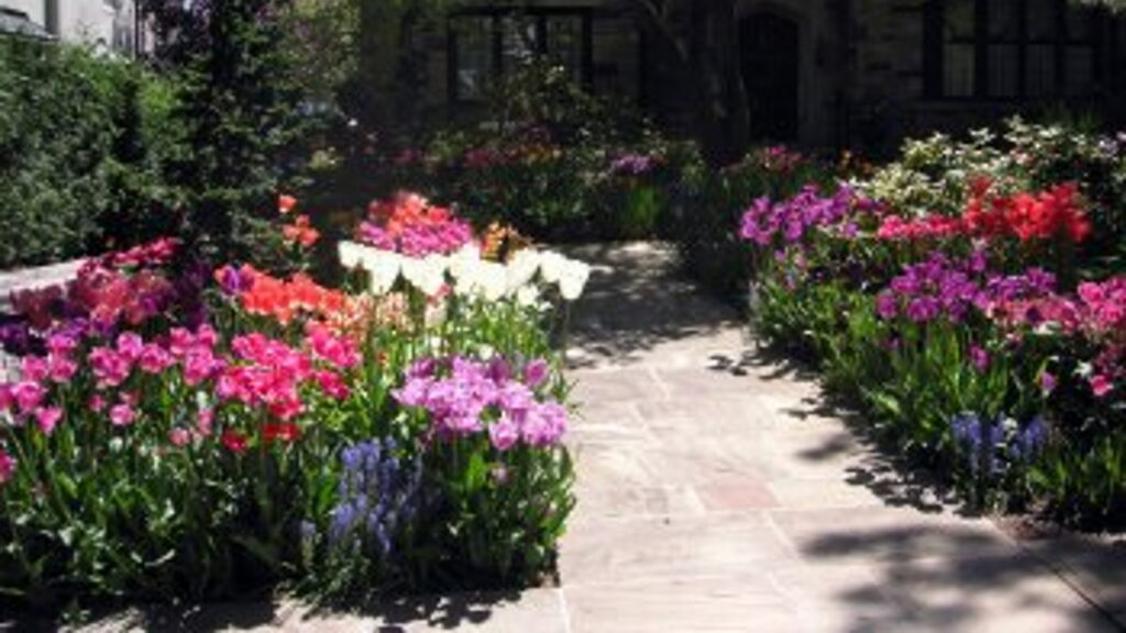 Paved path through garden with tulips